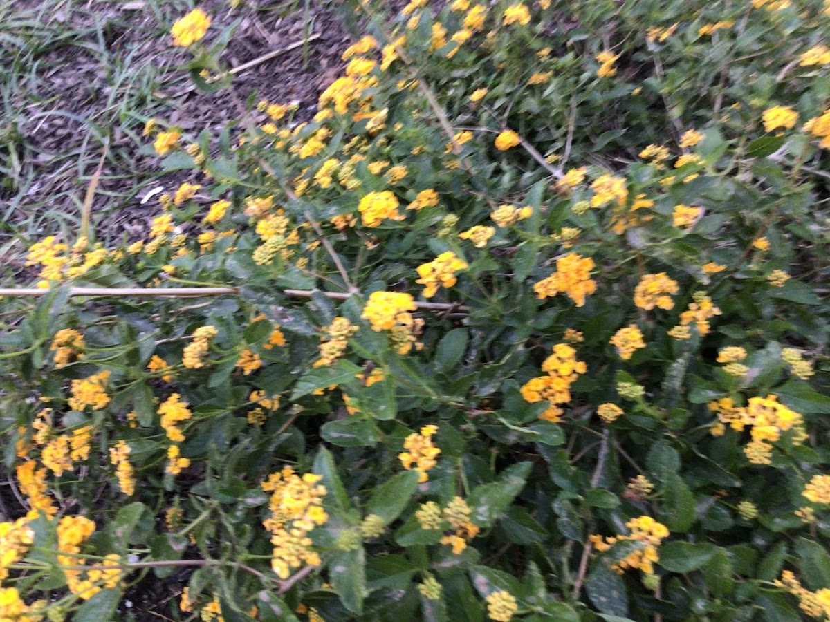 lantana