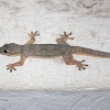 Common House Gecko