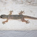 Common House Gecko