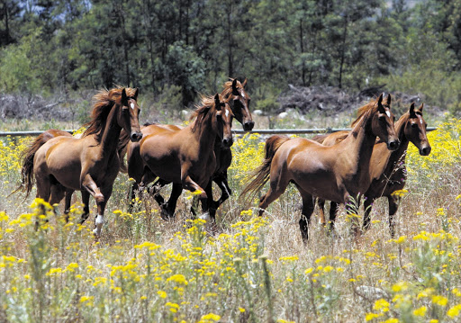 NAGGING PROBLEM: Some of the wild horses at Boschendal, which has gone to great lengths to remove them Picture: ESA ALEXANDER