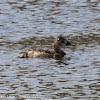 White-headed Duck; Malvasía