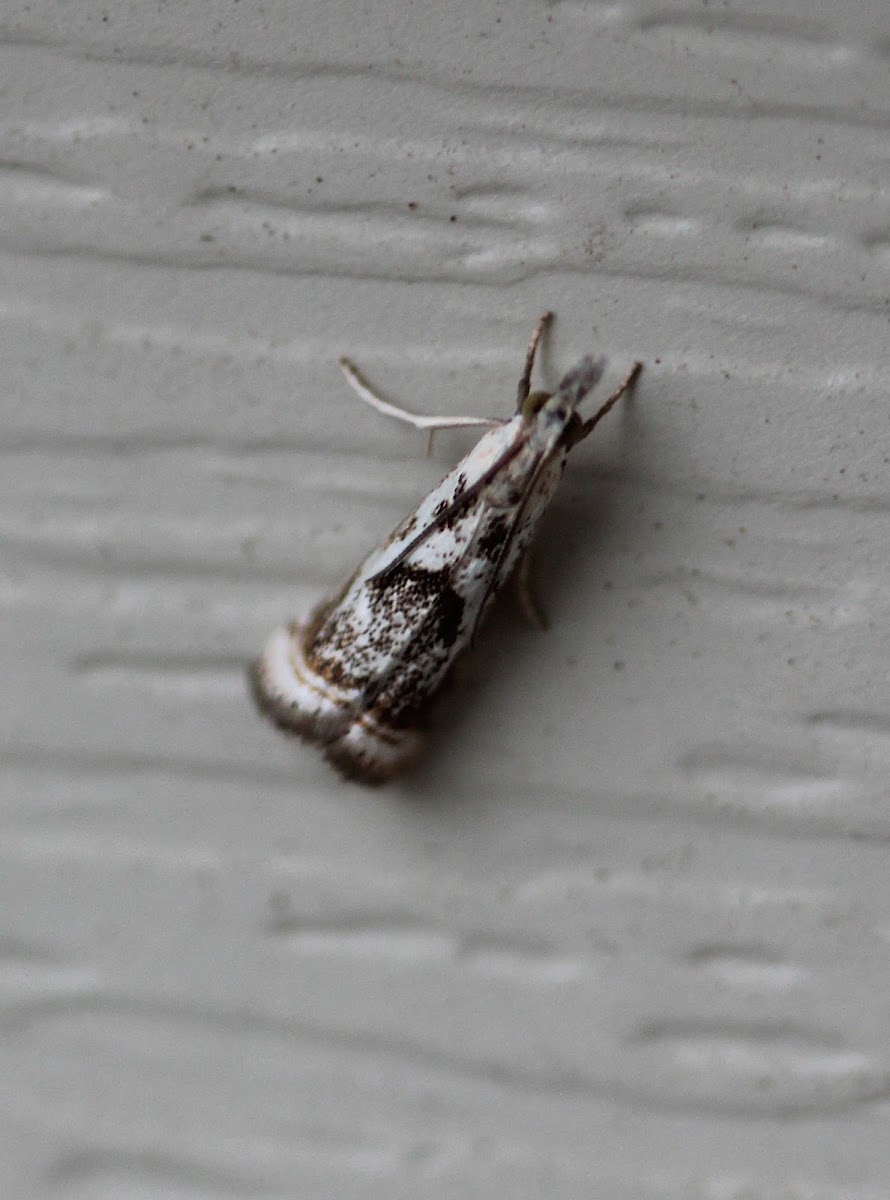 Elegant Grass-Veneer Moth