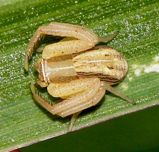 Crab Spider