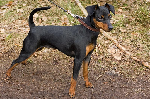 Miniature Pinscher Wallpaper