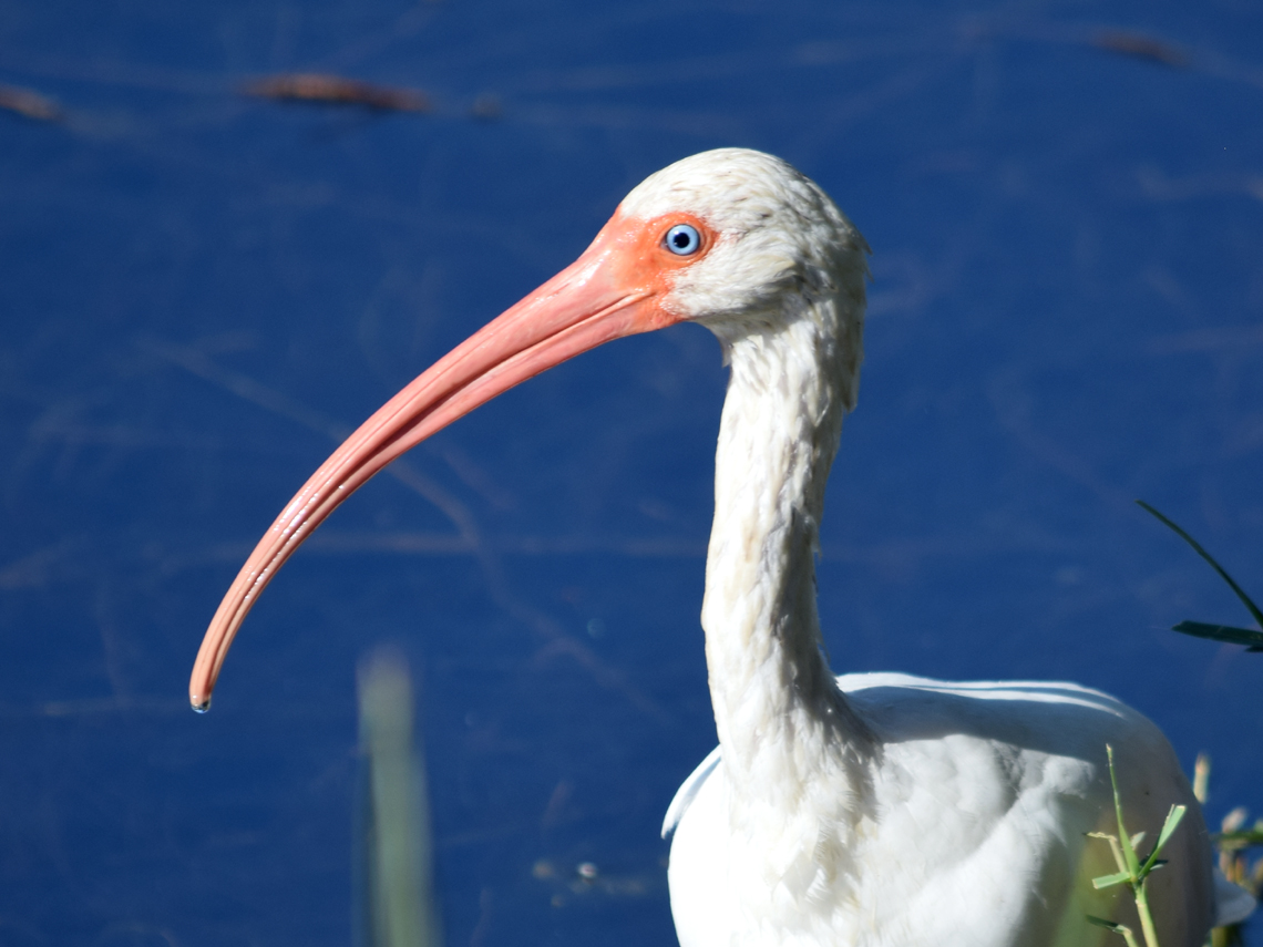 White Ibis