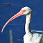 White Ibis