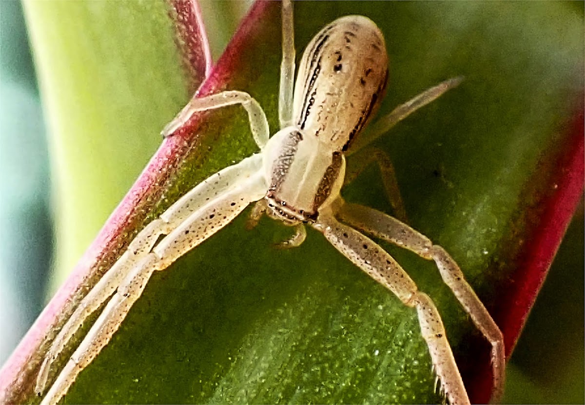 Crab spider