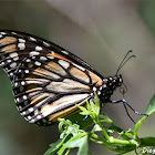 Southern Monarch