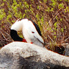 Common Merganser