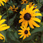 Rudbeckia