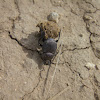 Dung-rolling Beetle