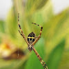 Argiope.sp.