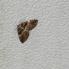 Variable Carpet Moth