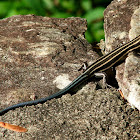 American Five-lined Skink