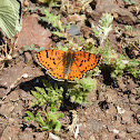 Spotted fritillary