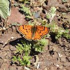 Spotted fritillary