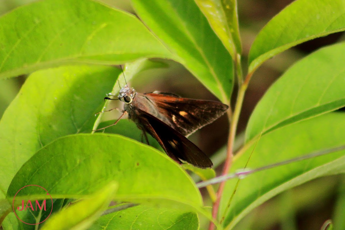 Southern Broken Dash Butterfly