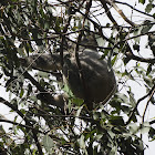 Northern/Queensland Koala