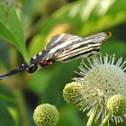 Buttonbush