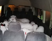 A 43-year-old minibus occupant was arrested for possession of 21 suspected stolen sheep.