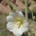 Desert Hollyhock