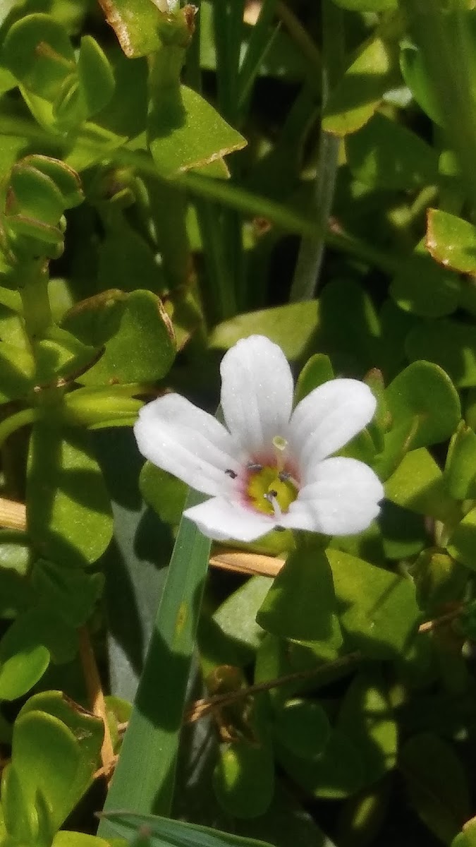 Waterhyssop