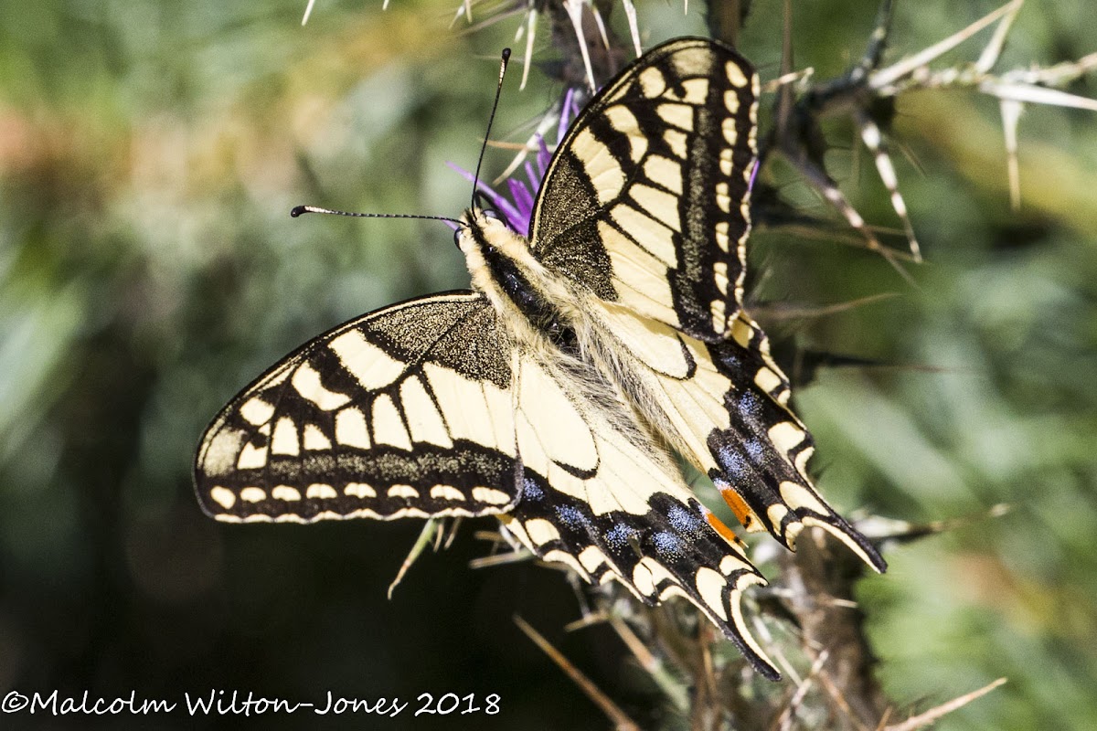 Swallowtail