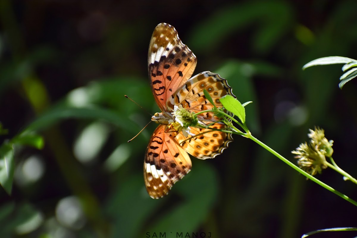 Indian Fritillary ♀