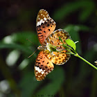 Indian Fritillary ♀