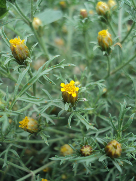 Fetid Marigold