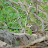Rose-breasted Grosbeak - Female