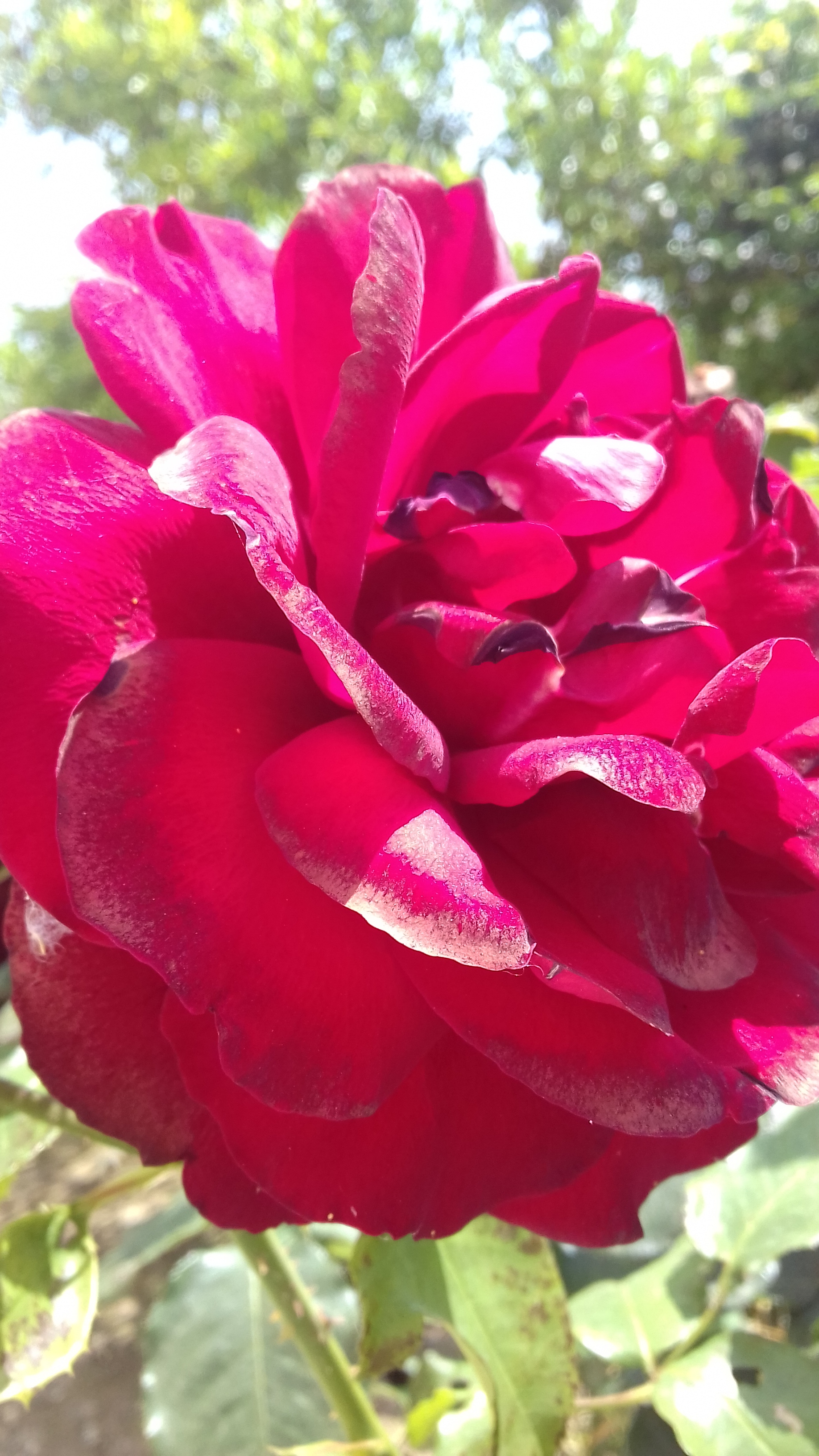 ROSA ROSSA di Dany66