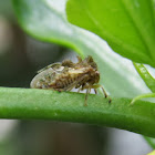 treehopper