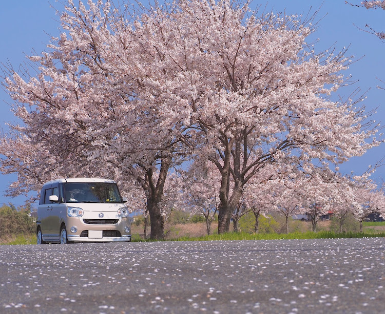 ムーヴキャンバスの桜とコラボ・桜吹雪・癒し時間・花一チューン・春が来たに関するカスタム事例の投稿画像1枚目