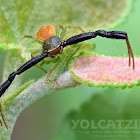 Whitebanded Crab Spider