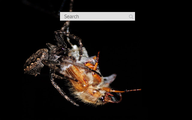 HD Araignées fonds d’écran nouvel onglet