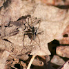 Thinlegged Wolf Spider