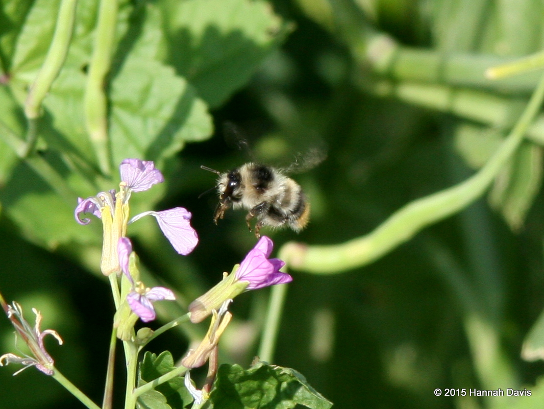 Shrill carder bee