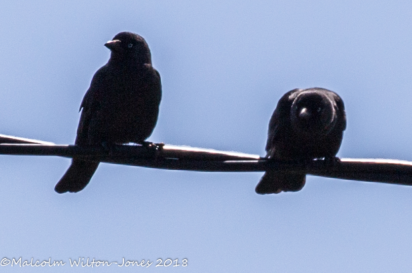 Jackdaw