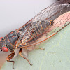 Cicada