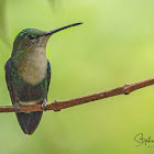 Green-crowned Woodnymph Hummingbird