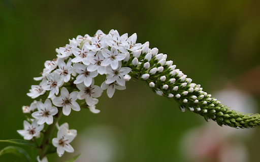 foxtail flower branch screenshot 1