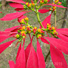 Poinsettia