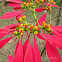 Poinsettia