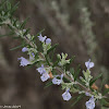 Rosemary