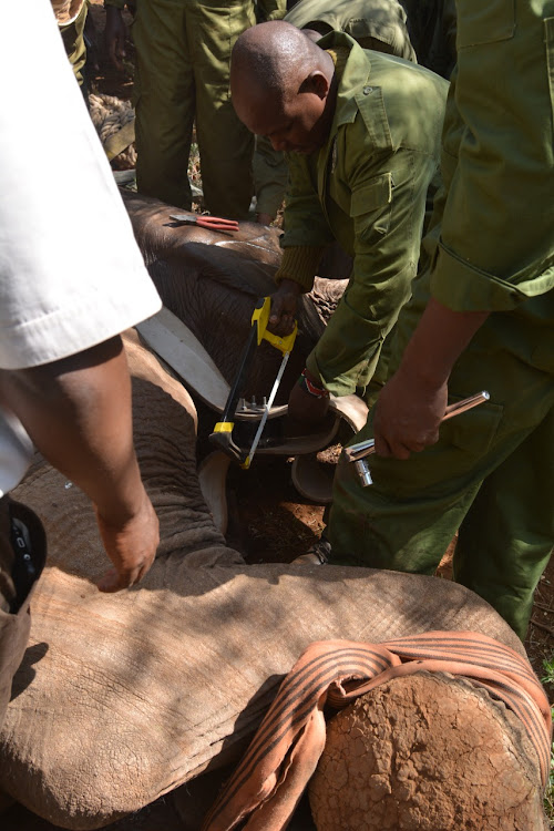 Kenya Wildlife Service translocated elephants to tsavo national park on Monday, January 16, 2023.