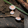 Pink Mycena