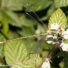 Migrant Spreadwing