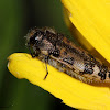 Spotted Flower Buprestid