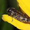 Spotted Flower Buprestid